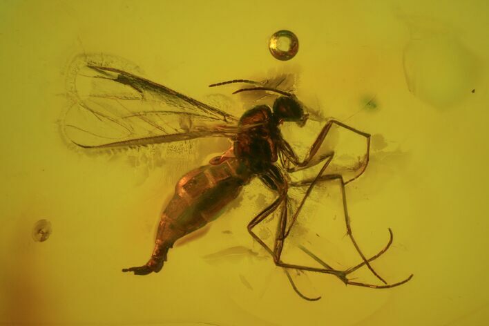Fossil Fly (Diptera) In Baltic Amber #72225